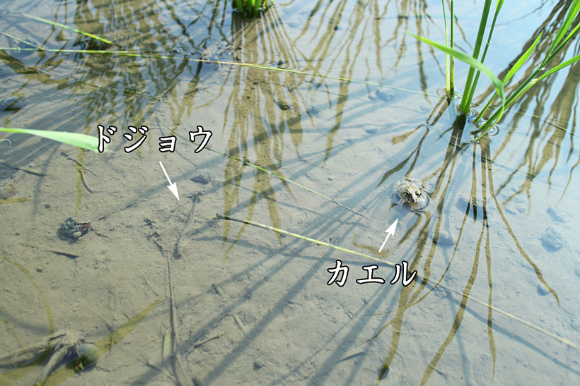 自然栽培米の生物