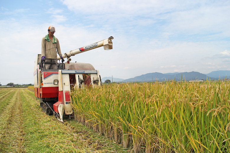 冨田自然栽培米の収獲