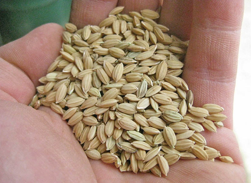 自然栽培の自家採種種籾
