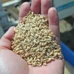 自家採種で自然栽培米-自然パワーの力強さと純粋さのサイクル