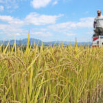 無農薬米作りが日本で難しい理由とは！？
