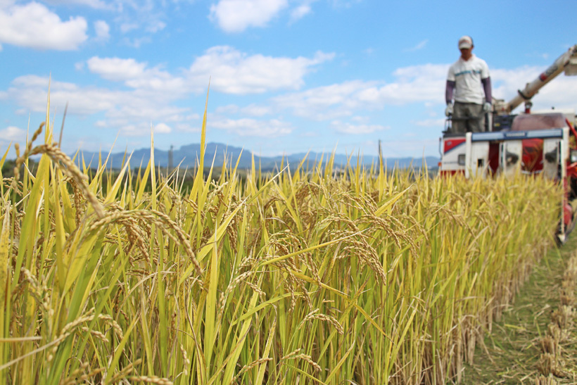 冨田自然栽培米の稲