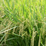 完全無農薬・無肥料の自然栽培米を厳選　4月からの新年度も