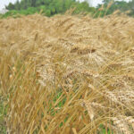 100％無農薬・無肥料！　お子様にも安心安全の冨田自然栽培小麦粉