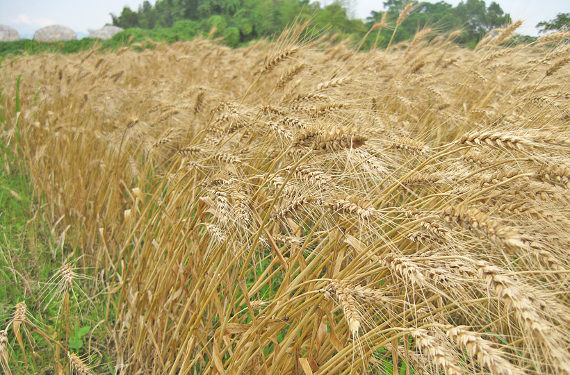 冨田自然栽培小麦