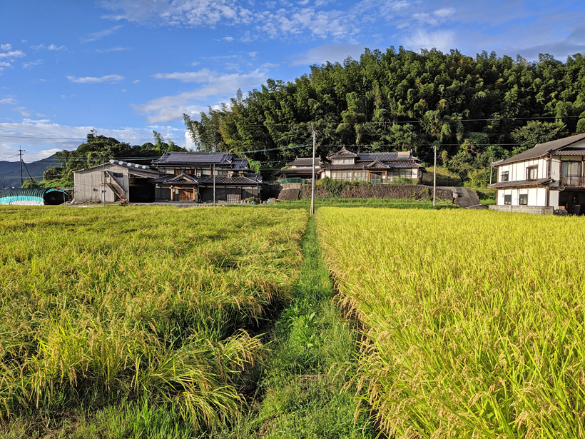 井手上自然栽培米田比較