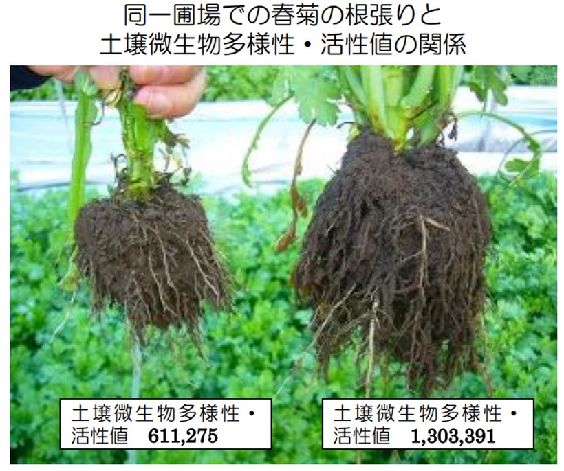 土壌の比較