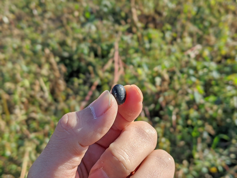 冨田自然栽培丹波の黒大豆
