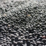 おせちの黒豆に丹羽の黒大豆が選ばれる、その理由とは？