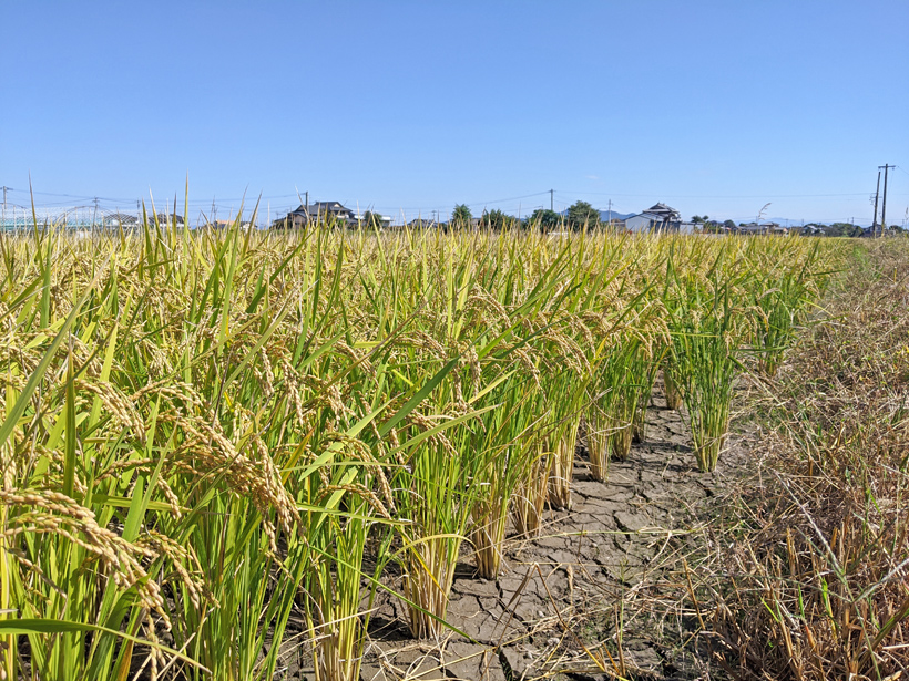 自然栽培米あきまさりの稲