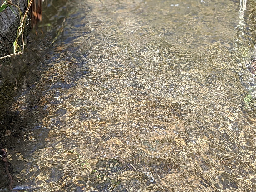 菅原自然栽培米湧き水