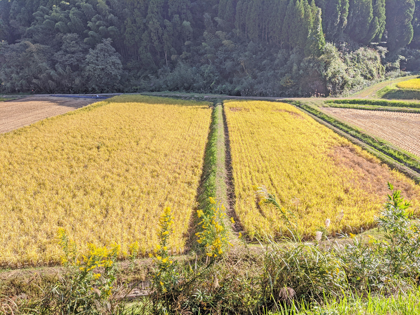 菅原陽介の自然栽培米田んぼ比較