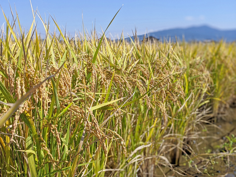 初のもち米】無農薬・無肥料の美味しいもち米 | 熊本自然栽培米を農家直送|無農薬より安全を求めたお米通販