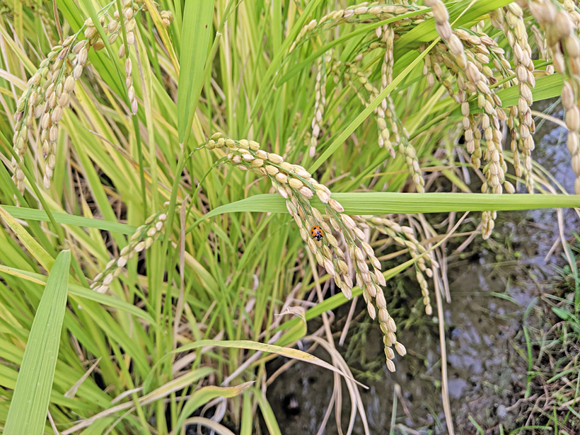 自然栽培米の稲にテントウムシ