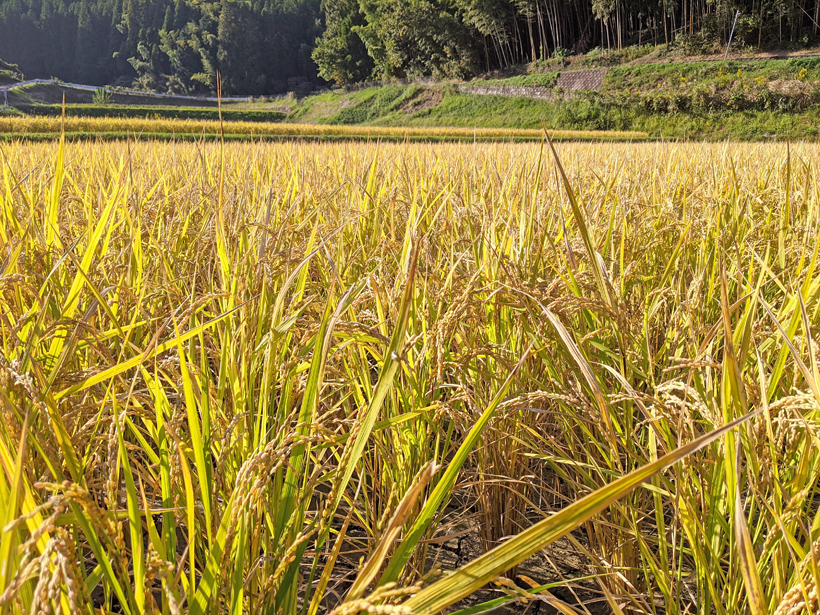 自然栽培米農家菅原の稲