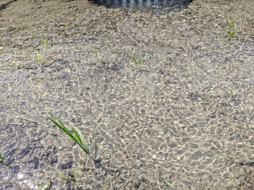菅原自然栽培米の水