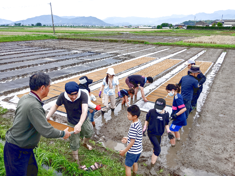 自然栽培米の苗作りの課題｜冨田自然栽培米「菊池の輝き」・ヒノヒカリ 