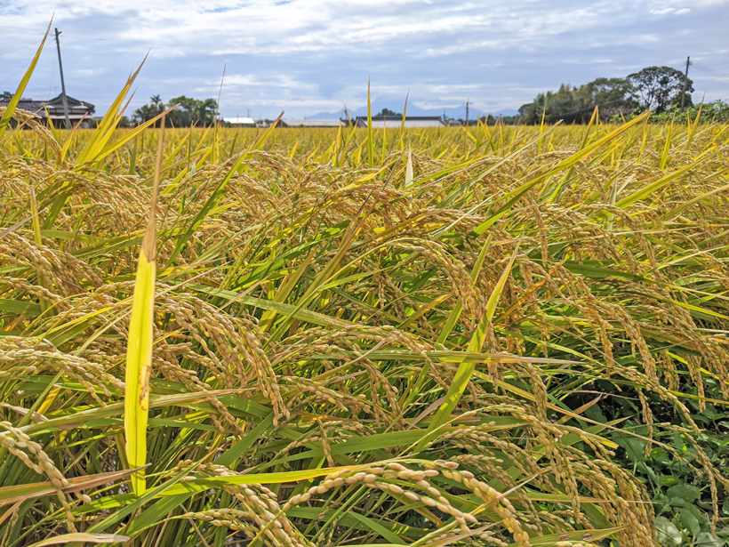自然栽培米収穫前の稲