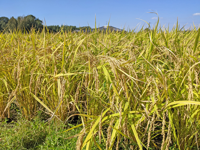 自然栽培米農家植田秀幸の稲