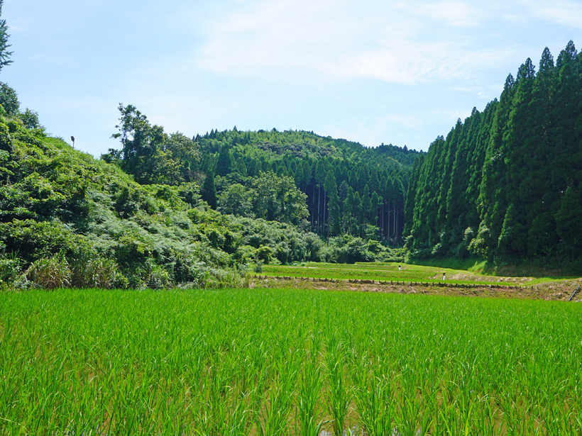 菅原自然栽培米の田んぼ環境
