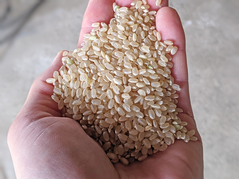 植田自然栽培米の籾摺り後の玄米