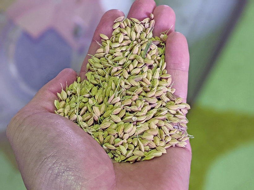 植田自然栽培米の籾保存