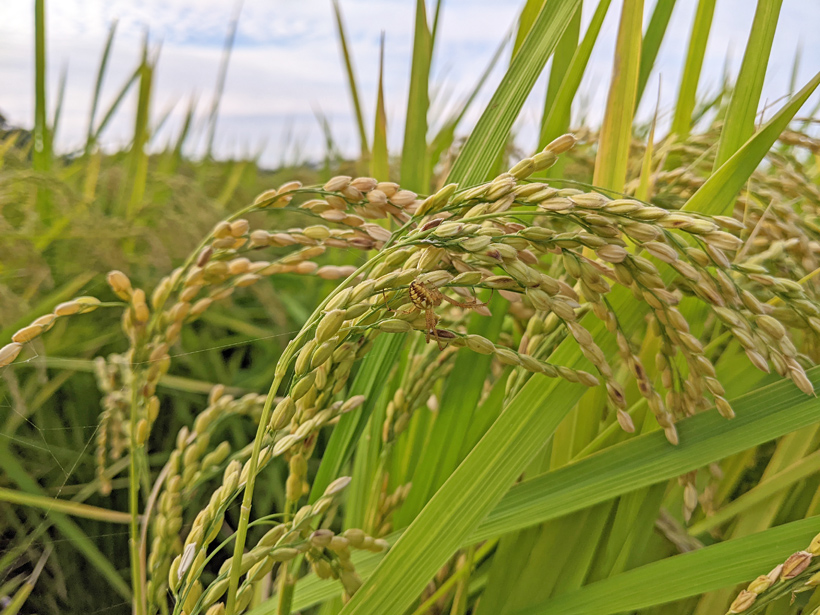植田自然栽培米の田んぼに棲むクモ