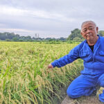 リアル現場を見る！植田自然栽培米の虫や病気の発生状況と対策