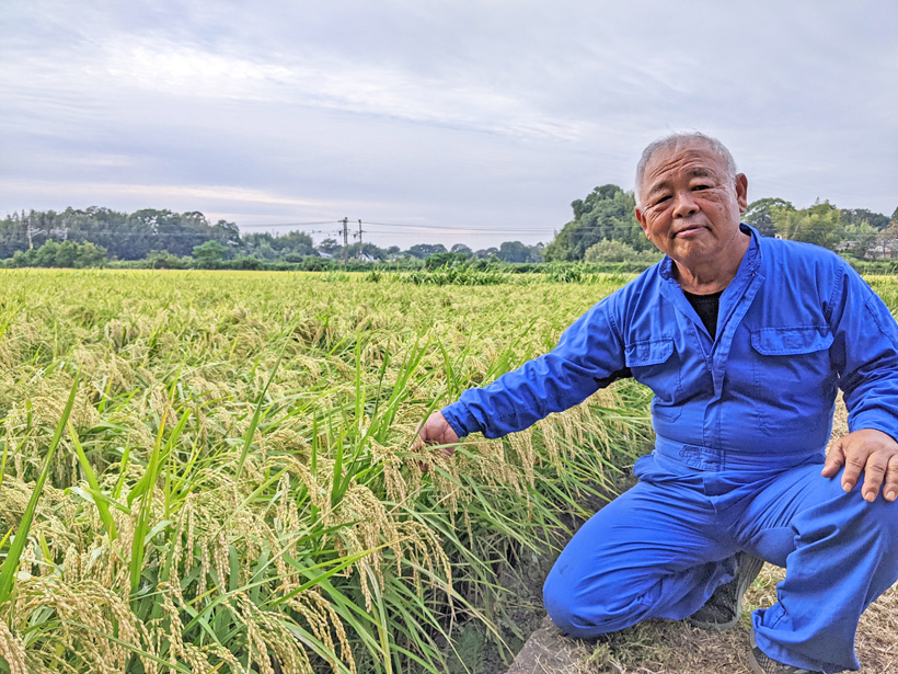 リアル現場を見る！植田自然栽培米の虫や病気の発生状況と対策