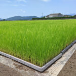 自然栽培米農家さんにとって苗作りとは？
