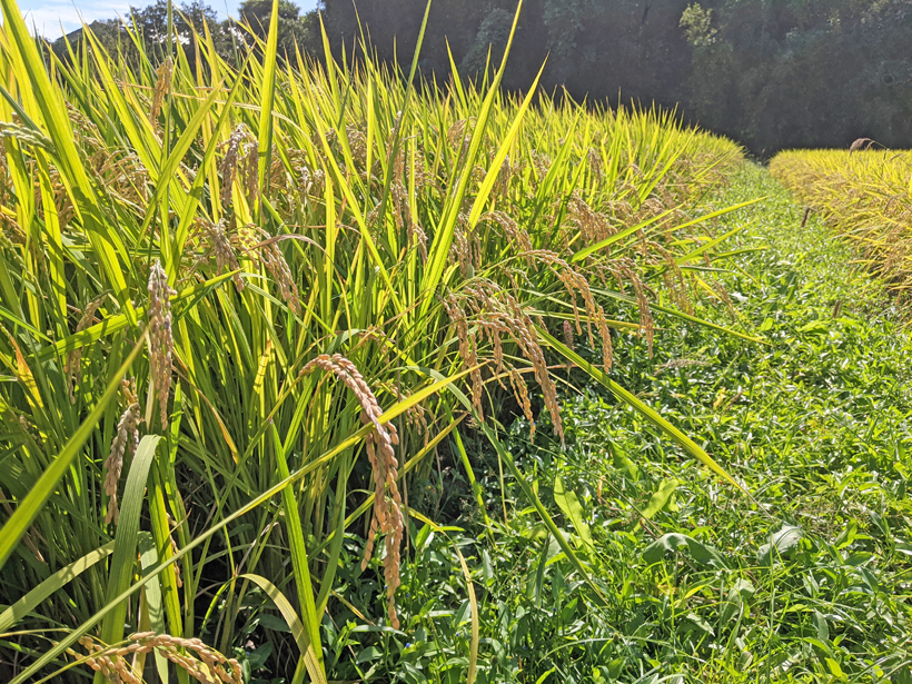 自然栽培米にこまるの稲