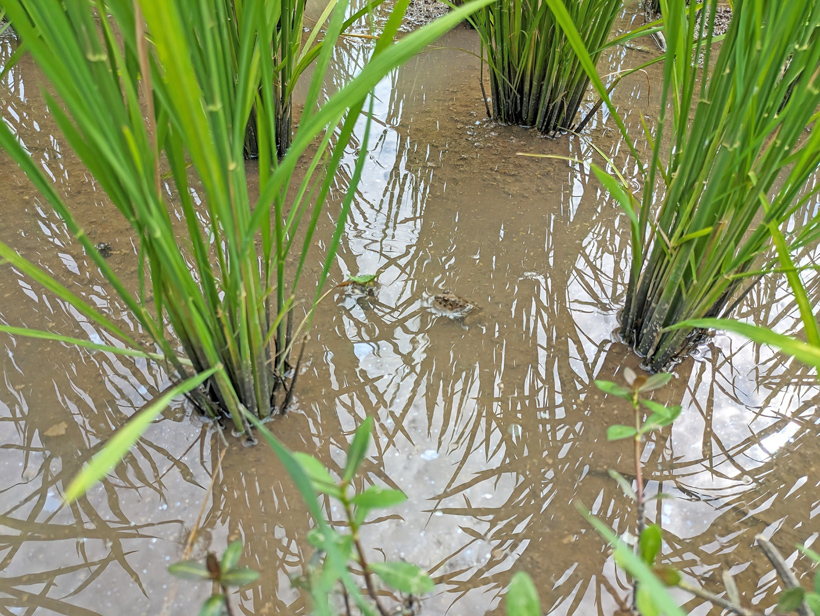 安藤自然栽培米の田んぼの生物