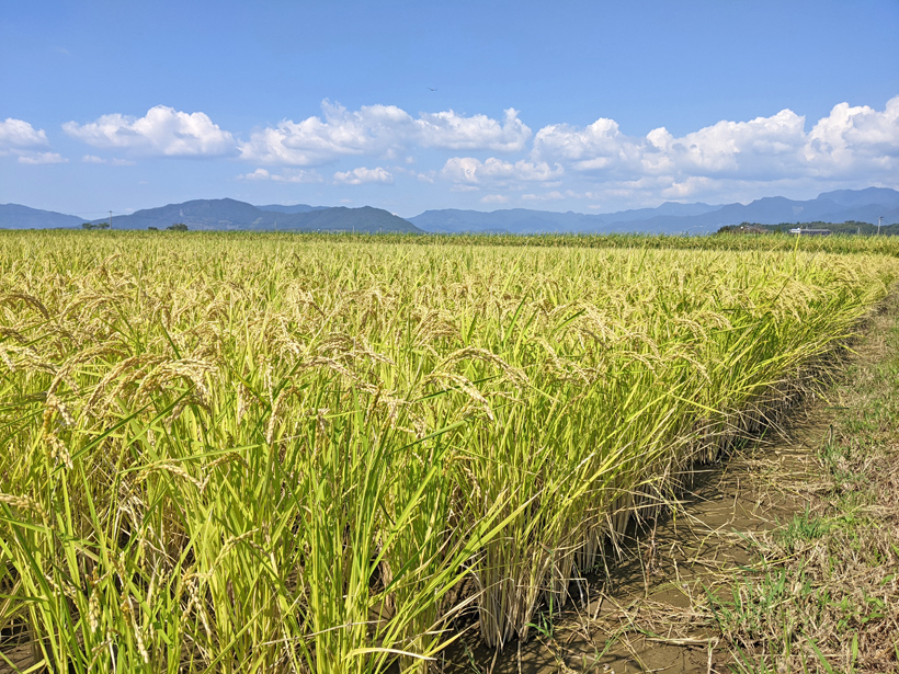 自然栽培米の稲