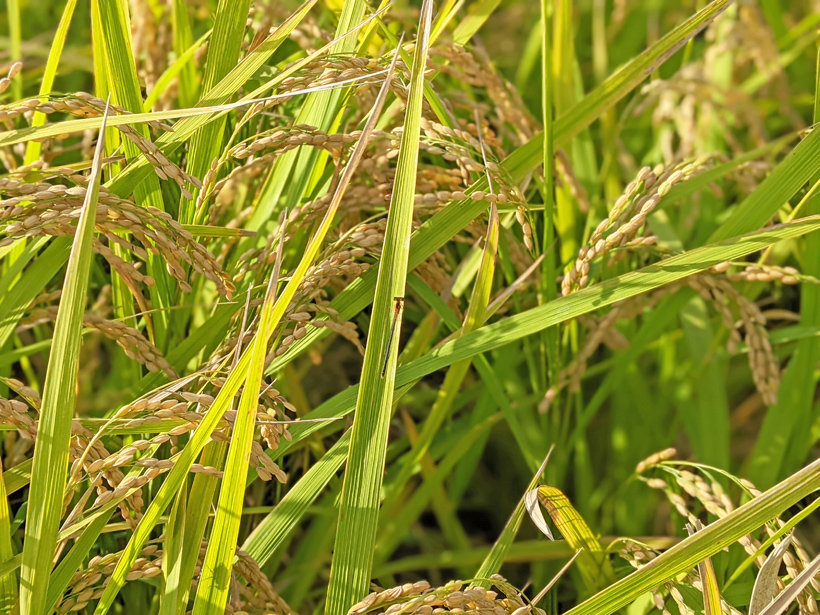 安藤自然栽培米の稲にイトトンボ