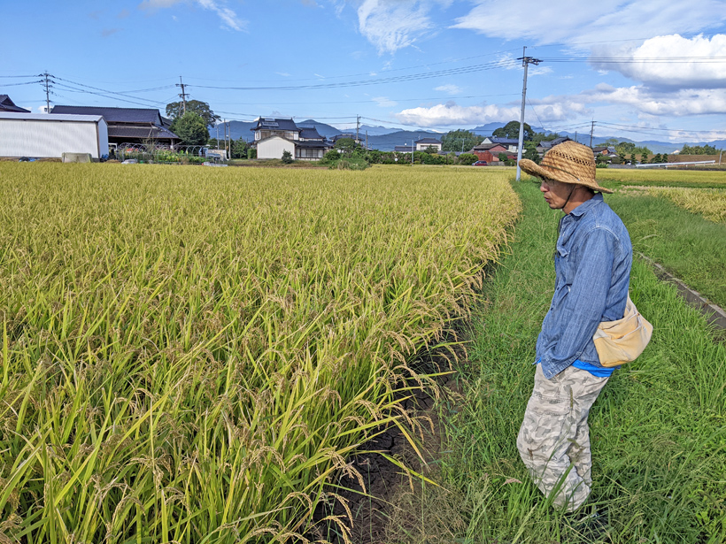 自然栽培米農家安藤さん稲