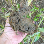 自然栽培米は無農薬・無肥料で栽培するが土地は痩せないのか？