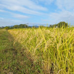 お米作りに肥料が必要なのか？｜植田自然栽培米