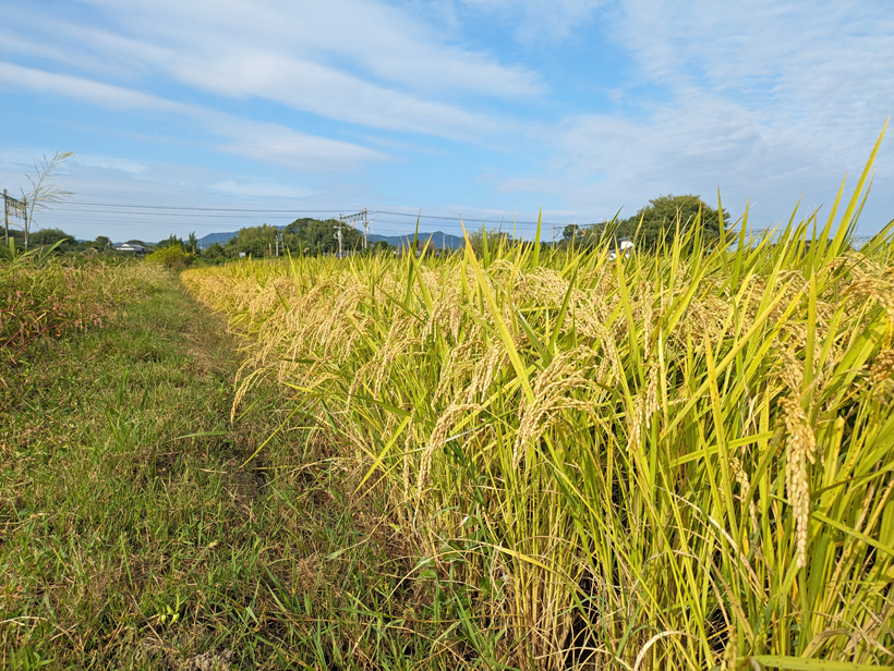 植田自然栽培米の稲