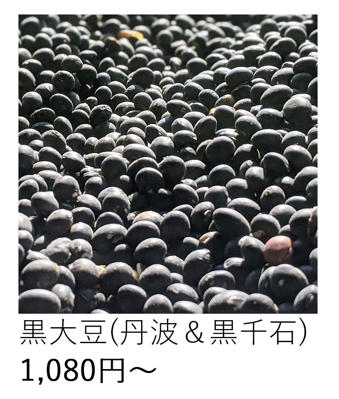 自然栽培黒大豆