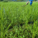 除草が重要な期間＆除草剤を使用しない理由とは？｜植田自然栽培米