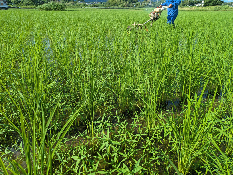 植田自然栽培米の草対策