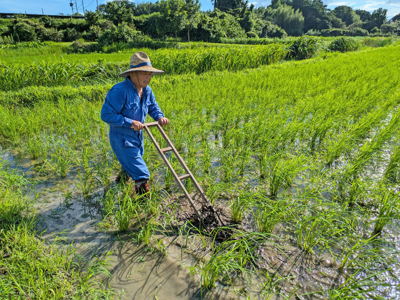 植田自然栽培米の草対策がんづめ