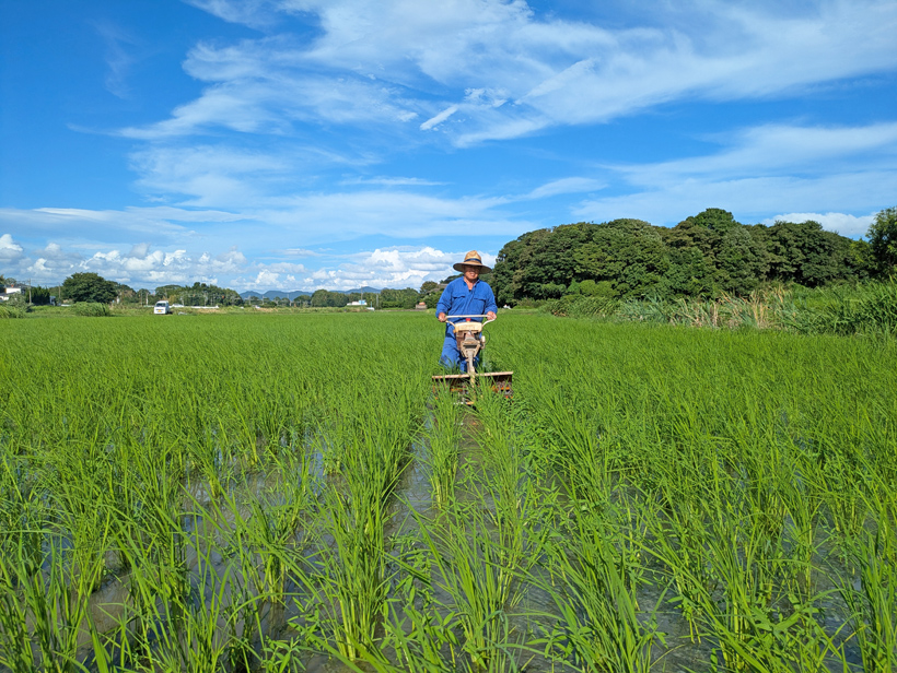 植田自然栽培米の中耕除草機での除草