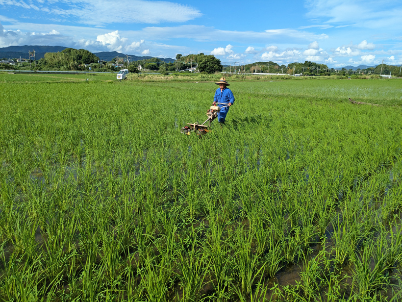 植田自然栽培米の草対策中項除草機