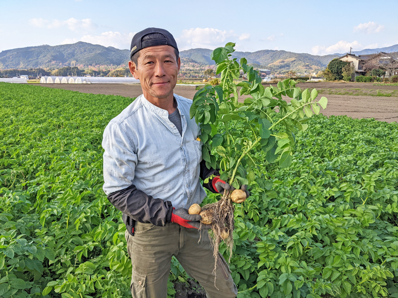 松本自然栽培じゃがいも