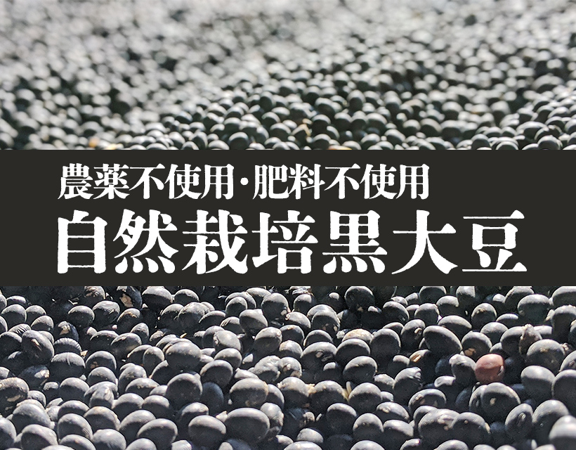 自然栽培黒大豆