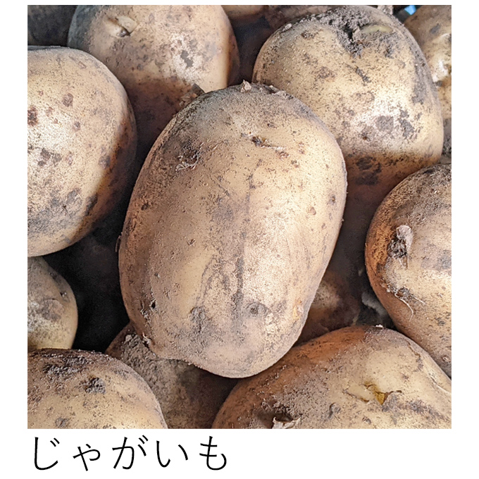 自然栽培じゃがいも