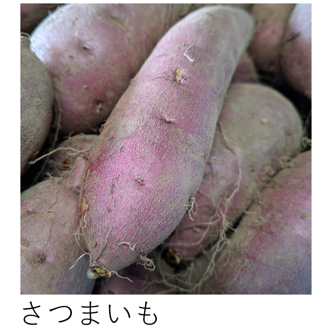 自然栽培さつまいも