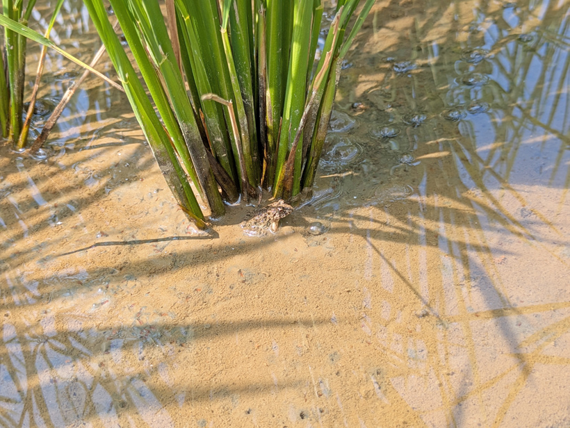 自然栽培米水田のカエル