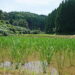 菅原自然栽培米水田